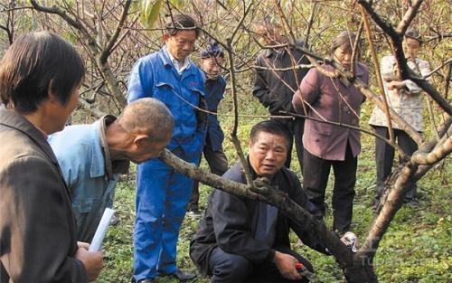 孫廣軍桃樹修剪最新視頻，技術(shù)觀點(diǎn)與解析實(shí)戰(zhàn)指南