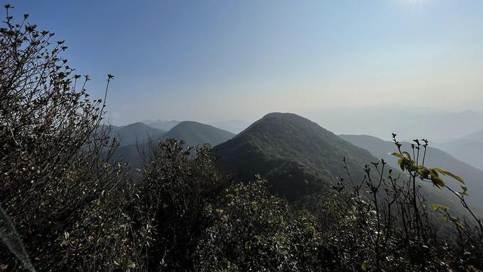 茶園規(guī)劃最新動(dòng)態(tài)，小巷深處的綠色秘境與特色小店的獨(dú)特魅力