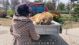 最新打豬犬出售，輕松探索自然美景之旅